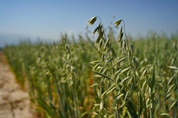A large field of ripening oats. Summer harvest.