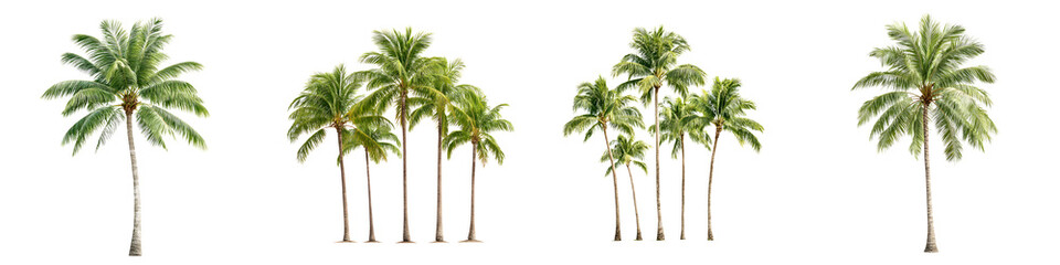 Obraz premium Tropical Palm Tree Collection: Isolated on White Background