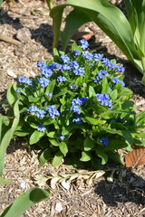 Myosotis sylvatica blue in spring, Forget-me-not flowers and plant in spring