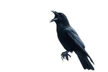 Black crows making unusual sounds in a misty landscape during early morning hours near a secluded area