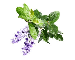 Violet Sandpaper Vine, Petrea Vine isolated on white background, with clipping path   