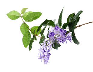 Violet Sandpaper Vine, Petrea Vine isolated on white background, with clipping path   