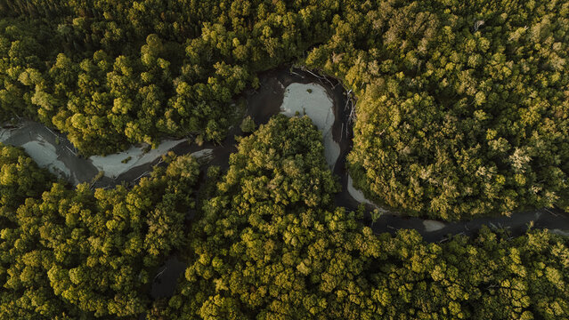 Aerial view of Pleasant River snaking through forest, Maine
