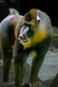 Closeup of the mandril monkey