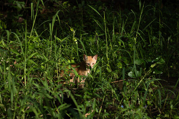 A shy ginger kitten peeking through tall green grass. A beam of sunlight illuminates the cat's face, creating a dramatic and curious portrait of a young animal in nature.