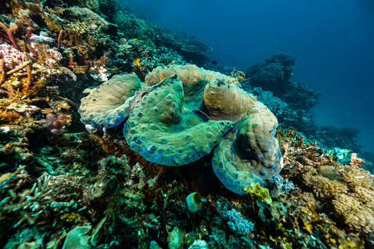 a giant clamshell in Raja Ampat
