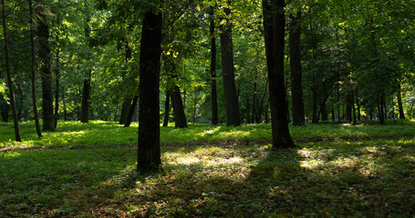 Lush green forest with sunlight filtering through trees during a peaceful afternoon outing