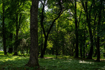 Peaceful forest landscape displaying lush greenery and sunlight filtering through the trees in a...