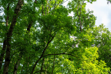 Lush green foliage in a dense forest during daylight surrounded by vibrant trees