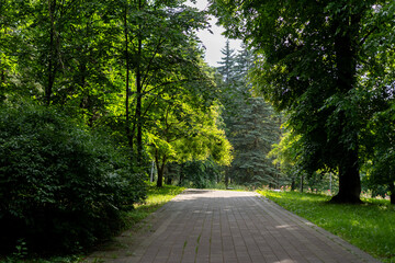 Pathway in a lush green park surrounded by tall trees on a sunny day, inviting peaceful walks and...