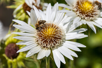 Fototapeta premium Bee on Silver Thistle Blossom
