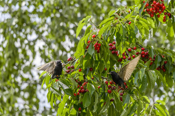 Black starlings sit on a cherry tree and eat the fruit.