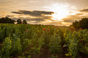Poppies starting to bloom in a field with the sun setting in the background. Commercial flower growing concept