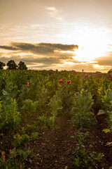 Poppies starting to bloom in a field with the sun setting in the background. Commercial flower growing concept
