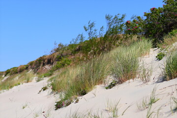 Tufts of green grass on the dune slope