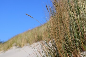 Obraz premium An ear and a blade of grass against a blue sky