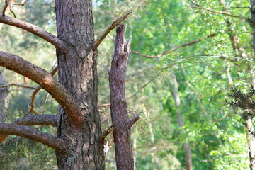 Brown pine trunk and green leaves in the background