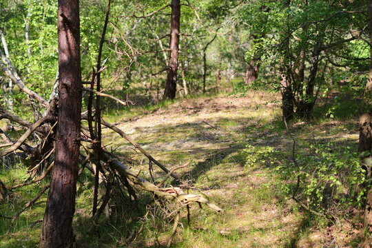 Brown pine trunk and green leaves in the forest