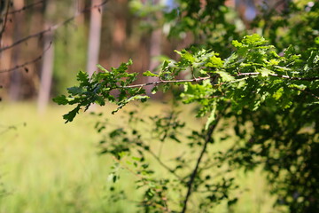 Light green oak leaves and brown tree trunks