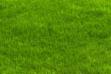 Close-up with the texture of a green lawn