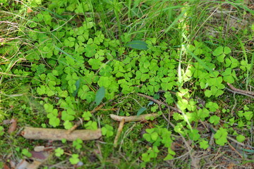 Green clover leaves among the forest floor