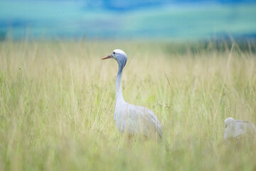Bird standing in long grass in Africa on overcast day