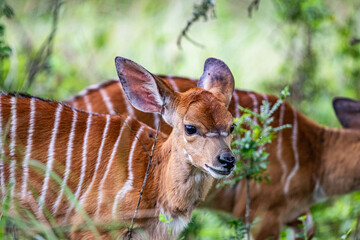 Baby buck or animal in South African Bush