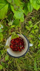 red currant in a bucket