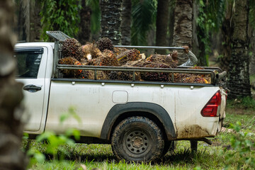 Fresh palm fruits that have just been cut from the palm plantation, waiting to be collected and...