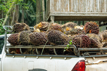 Fresh palm fruits that have just been cut from the palm plantation, waiting to be collected and...