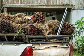 Fresh palm fruits that have just been cut from the palm plantation, waiting to be collected and...