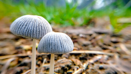 Macro Photo of Two Tiny Grey Mushrooms Growing on Forest Soil with Blurred Green Background