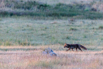 Vulpes vulpes. Common or red fox in the meadow. Sierra de la Culebra, Zamora, Spain.
