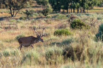 Cervus elaphus. Red deer male in summer. Sierra de la Culebra, Zamora, Spain.