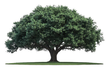 Obraz premium Majestic green oak tree standing proudly on a transparent background with lush leaves showcasing natural beauty and serene elegance