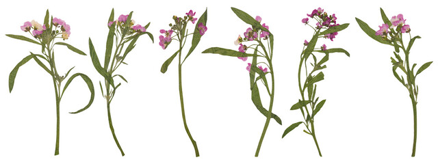 Collection of pressed pink alyssum flower