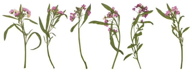 Collection of pressed pink alyssum flower