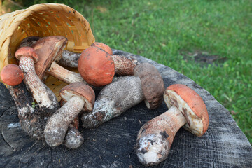 Edible forest mushrooms. Porcini mushrooms on a stump in the forest.