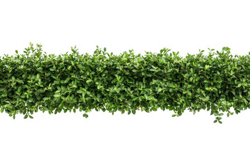 Isolated transparent long hedge with vibrant green leaves displayed against a clean, white background for landscaping and gardening purposes