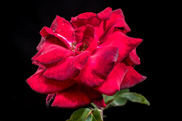 Dramatic Red Rose with Raindrops on a Stark Black Background