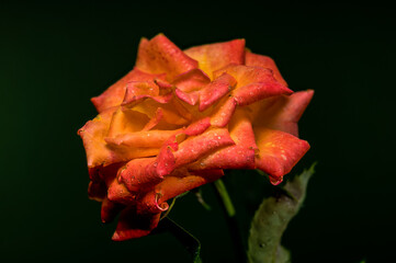 Vibrant Orange Rose with Raindrops on a Dark Green Background
