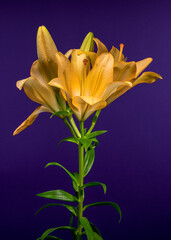 Golden Yellow Lilies with Buds on a Purple Background