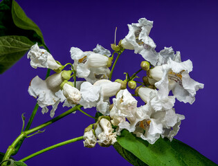 Catalpa Speciosa White Flowers Popping Against Vibrant Purple