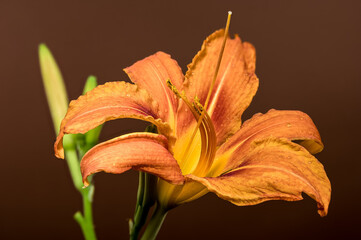 Captivating Orange Daylily Bloom with Water Droplets on a Rich Brown Background