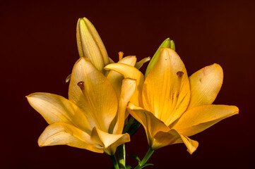 Elegant Yellow Lilies and Buds on a Deep Red Background
