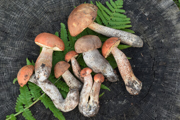Edible forest mushrooms. Porcini mushrooms on a stump in the forest.