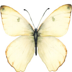 Fototapeta premium Watercolor illustration of a pale yellow butterfly on transparent background.