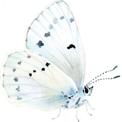 Watercolor style butterfly with spotted wings on transparent background.