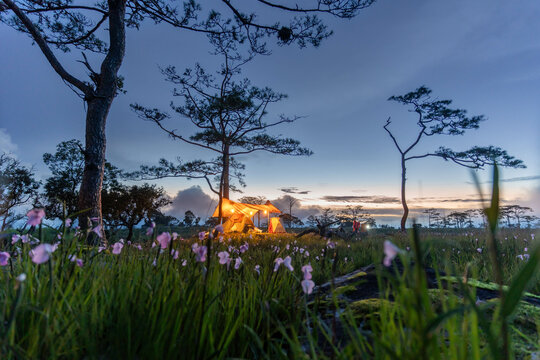 Camp in a flower field, surrounded by pine trees and mist in the rainy season, evening light, Bolaven Plateau, Laos.