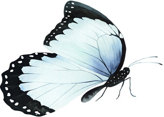 Watercolor butterfly illustration on transparent background.